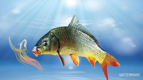夏季钓鱼多添加果酸，解析果酸的多重作用，怎么正确使用果酸？