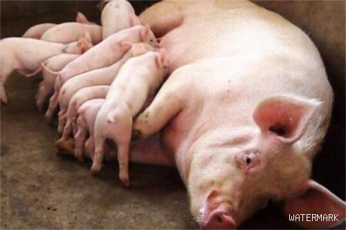 母猪生产管理常见病的9大秘方，值得收藏！