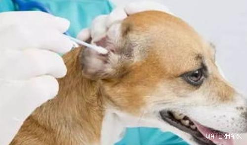 狗狗耳道有异味，狗狗耳道应该怎么护理？