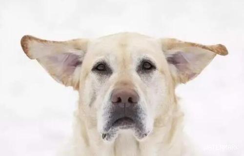 狗狗为什么会变飞机耳？原因很简单