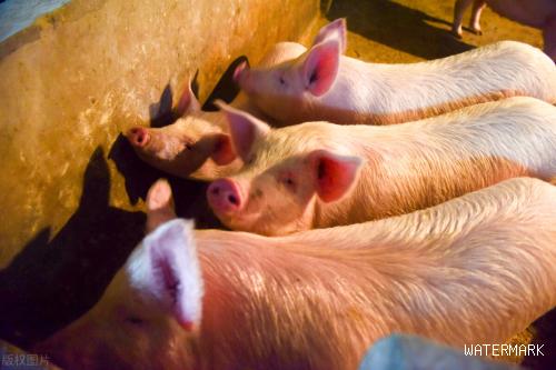 猪周期探底结束，猪肉价格维持在年内高位