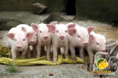 规模化猪场种猪的多阶段选育方法