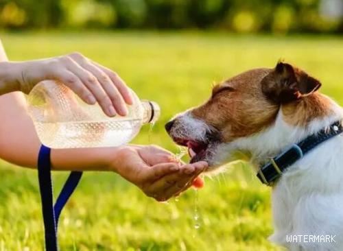 狗狗忽然“大量喝水”，背后的实情你需要留意