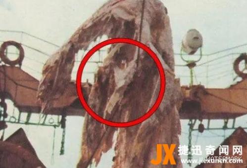 1977年日本渔船捞到水怪或为蛇颈龙尸体
