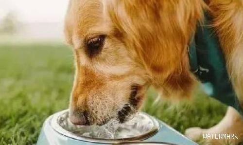 狗狗补水不要喝矿泉水！