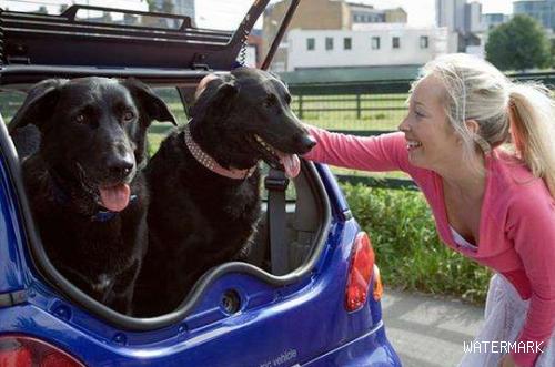 宠物狗坐副驾罚款加扣分，司机们都懵了