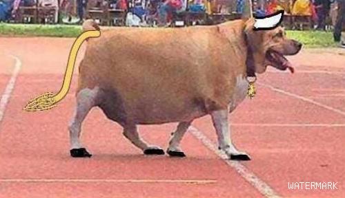 学校的一只流浪狗，活生生被小学生们养到200斤！网友：牛气冲天