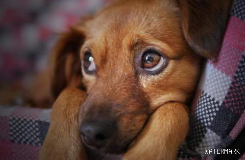 狗狗拉肚子的五大原因和防止治疗方法