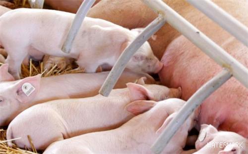 判断一个猪场疫情是否稳定，母猪的健康状况至关重要！
