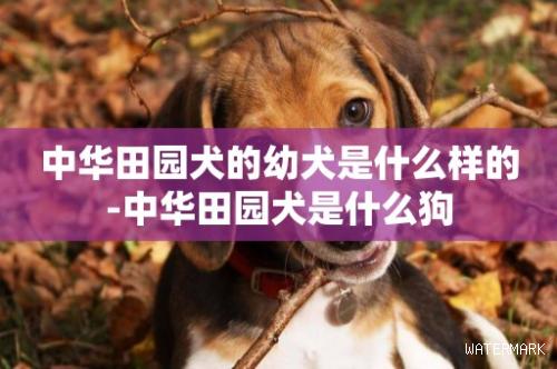 中华田园犬的幼犬是什么样的-中华田园犬是什么狗