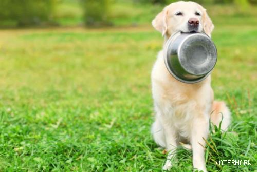 为何狗狗用餐时爱拨拉狗碗？掌握这种动作的实际意义，你能更懂它