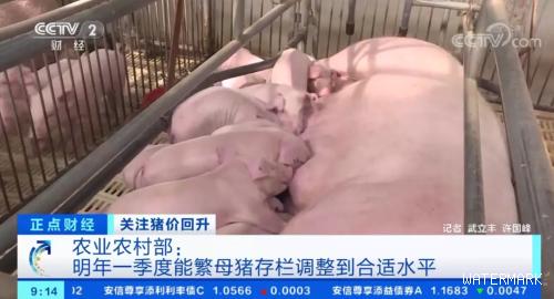 农业农村部正式宣布！多少养猪人没想到，这一天提前到来