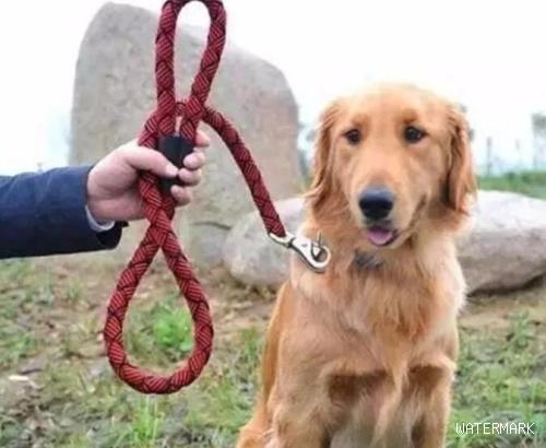 狗狗抵触牵绳，不一定是喜爱随意，这种才算是真实缘故！