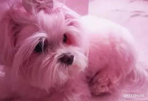 今日分析：狗狗小解呈淡粉色重要吗？