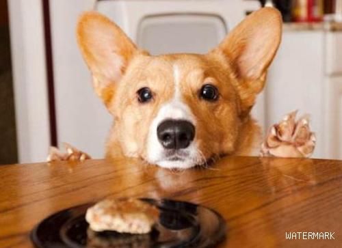 如何制止犬护食的坏习惯？