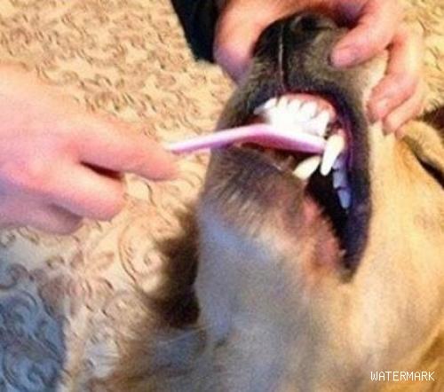 养狗的朋友们注意了！要帮狗狗刷牙呦~不然后悔莫及！果断收藏！