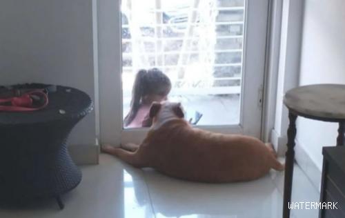 家里狗狗和门口生疏小姑娘隔着玻璃移门坐着一起看手机上，画面好幸福