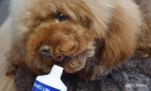狗狗为什么要吃营养膏？狗狗营养膏什么品牌比较好？