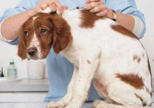 一文详解：动物主人必看的犬疫苗接种指南