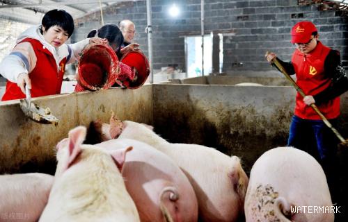 全国猪价已进入下降周期，猪价呈现跌涨调整