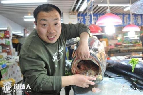 青岛305斤巨型石斑鱼惊现海鲜市场