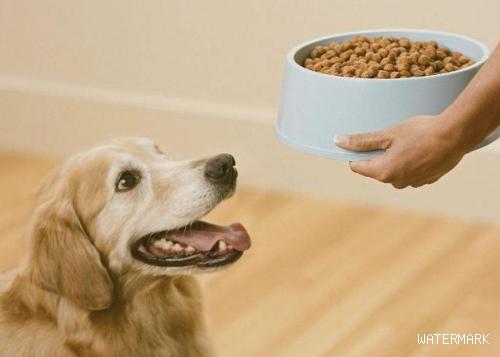 狗狗能吃米饭掺狗粮吗？可以的