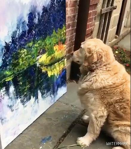 马路边有一幅画，金毛狗狗看到后就坐着前边一直盯住看，想学画画吗？
