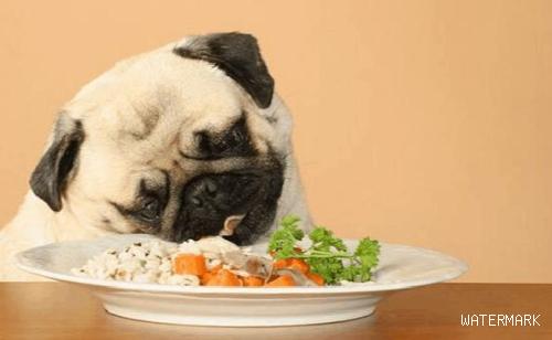 哪些狗狗最能吃？