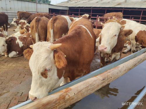 2022年肉牛养殖业发展目标已经明确，养牛人应该心中有数抓住机会
