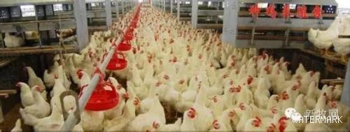 权威发布：中国家禽生产现状及发展趋势