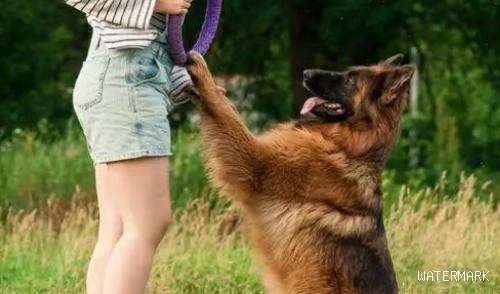 如何训练狗狗坐下和握手？来看看吧