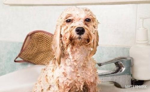 狗狗洗澡的四个雷区，主人不要再犯错了