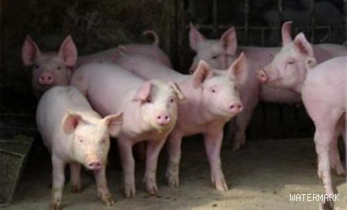 规模养猪场保育阶段猪只疾病的简单分析与防控
