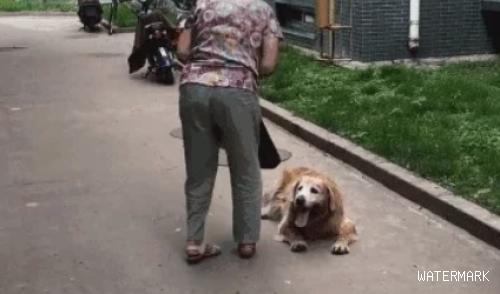 奶奶带14岁老狗散步，它走几步就累趴，随后老奶奶的举动太暖了