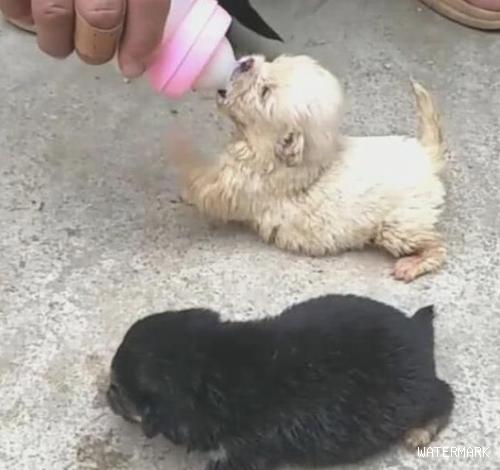 二只小奶狗被捡回家了，第一餐就喂母乳，小狗狗腿令人心痛