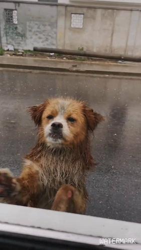 男子在工地上养了一只流浪狗，得知工人离开时，狗狗站在雨中送别！