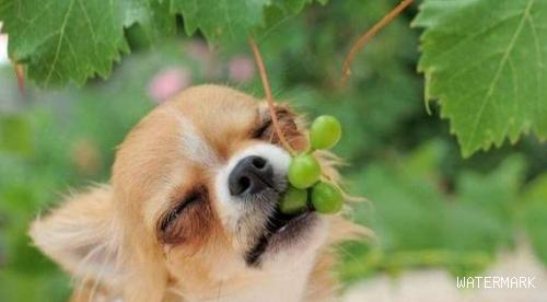 狗狗须知：这五种水果，狗狗不能吃