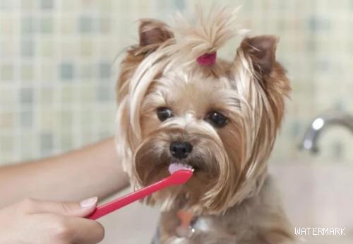 给狗狗刷牙要留意什么？今天我们来看看！