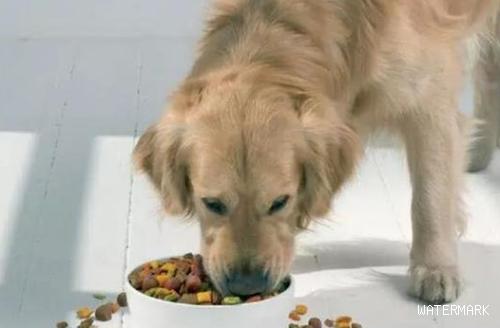 分辨狗狗吃的食量是不是适合有哪些方法？