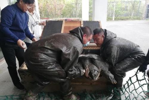 中国唯一一只雌性斑鳖,斑鳖人工授精成功了吗