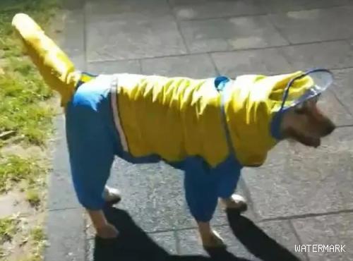  给狗狗穿雨衣散步，铲屎官傻眼了：还不如不穿！