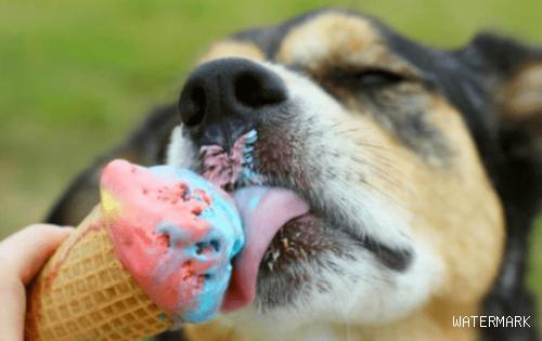 夏季狗狗能吃冰淇淋吗？夏季狗狗能不能吃冰淇淋