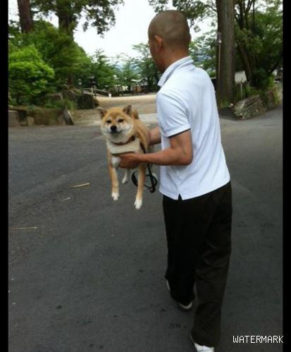 狗狗每次散步后，都要主人抱它回家，计谋得逞笑容太坏了