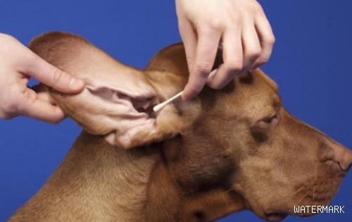 如何分辨狗狗的耳垢和耳螨？不妨来看看吧