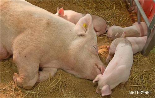 老兽医教你，如何快速准确判断母猪是否怀孕？