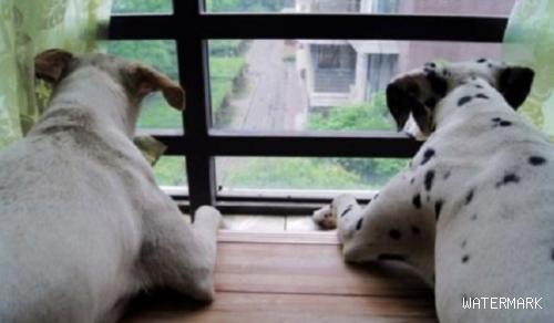狗狗喜爱看窗外，是渴望自由吗？实际上缘故不仅这个