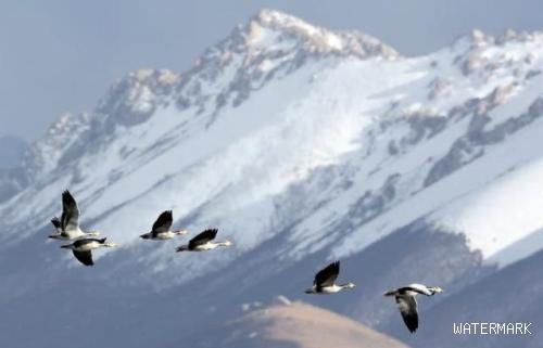 鸟类飞行高度可以逾越珠穆朗玛峰