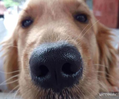 狗狗鼻子养护知识及褪色原因和解决方法