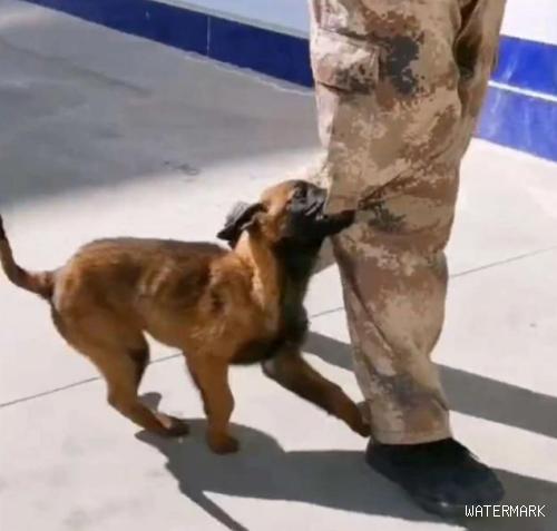流浪狗闯进警局“应聘”警犬，网友：现在想当警犬都靠耍赖皮吗？