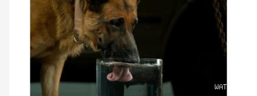 小狗喝水呛到了怎么办？狗喝水呛着了怎么办？